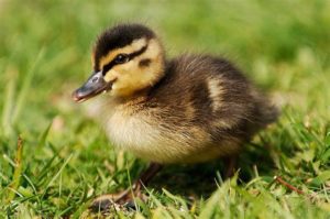 Live Duckling in the grass